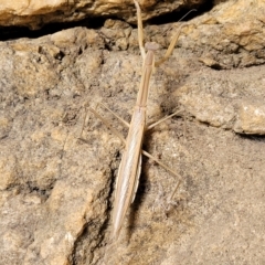 Tenodera australasiae (Purple-winged mantid) at Woodforde, SA - 18 Apr 2023 by trevorpreston