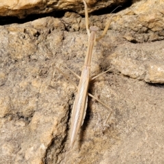 Unidentified Praying mantis (Mantodea) at Woodforde, SA - 18 Apr 2023 by trevorpreston