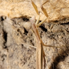 Tenodera australasiae at Woodforde, SA - 18 Apr 2023 01:10 PM