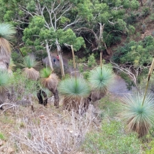 Xanthorrhoea quadrangulata (Yacka) at Woodforde, SA by trevorpreston