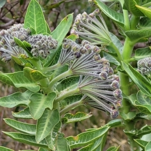 Gomphocarpus cancellatus at Woodforde, SA - 18 Apr 2023