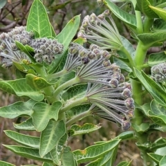 Gomphocarpus cancellatus (Wild Cotton) at Woodforde, SA - 18 Apr 2023 by trevorpreston