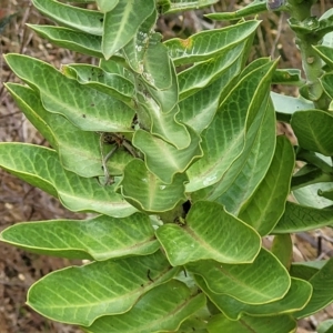 Gomphocarpus cancellatus at Woodforde, SA - 18 Apr 2023