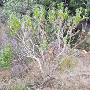 Gomphocarpus cancellatus at Woodforde, SA - 18 Apr 2023