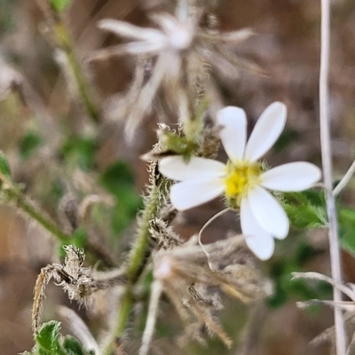 Unidentified Daisy at Woodforde, SA - 18 Apr 2023 by trevorpreston