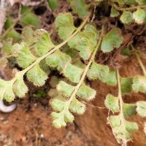 Asplenium subglandulosum at Woodforde, SA - 18 Apr 2023