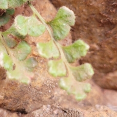 Asplenium subglandulosum at Woodforde, SA - 18 Apr 2023