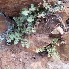 Asplenium subglandulosum at Woodforde, SA - 18 Apr 2023