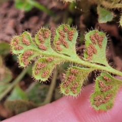 Asplenium subglandulosum at Woodforde, SA - 18 Apr 2023 01:03 PM