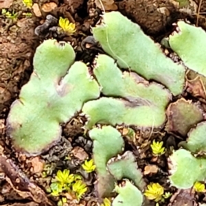 Unidentified Moss / Liverwort / Hornwort at suppressed by trevorpreston