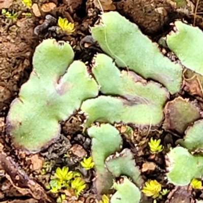 Unidentified Moss, Liverwort or Hornwort at Woodforde, SA - 18 Apr 2023 by trevorpreston