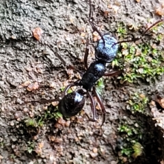 Rhytidoponera metallica at Woodforde, SA - 18 Apr 2023 by trevorpreston