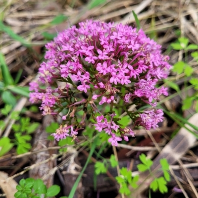 Centranthus ruber (Red Valerian, Kiss-me-quick, Jupiter's Beard) at Woodforde, SA - 18 Apr 2023 by trevorpreston