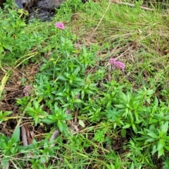 Centranthus ruber at Woodforde, SA - 18 Apr 2023