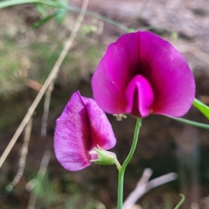 Lathyrus latifolius at Woodforde, SA - 18 Apr 2023 12:58 PM