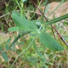 Lathyrus latifolius at Woodforde, SA - 18 Apr 2023