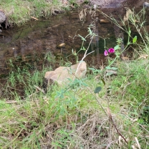 Lathyrus latifolius at Woodforde, SA - 18 Apr 2023