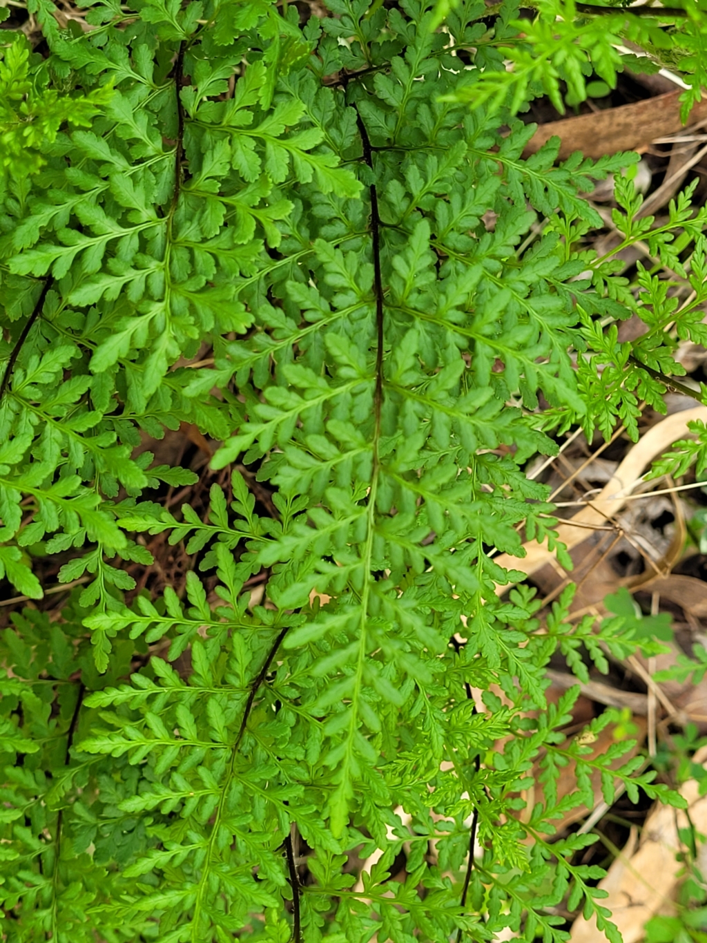 Cheilanthes austrotenuifolia at Woodforde, SA - 18 Apr 2023