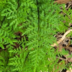 Cheilanthes austrotenuifolia (Rock Fern) at Woodforde, SA - 18 Apr 2023 by trevorpreston