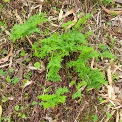 Cheilanthes austrotenuifolia at Woodforde, SA - 18 Apr 2023 12:56 PM