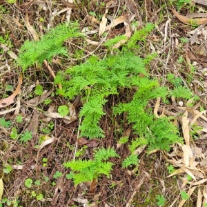 Cheilanthes austrotenuifolia at Woodforde, SA - 18 Apr 2023 12:56 PM