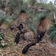 Xanthorrhoea quadrangulata (Yacka) at Woodforde, SA - 18 Apr 2023 by trevorpreston