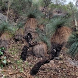 Xanthorrhoea quadrangulata (Yacka) at Woodforde, SA by trevorpreston