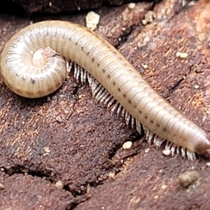 Unidentified Millipede (Diplopoda) at suppressed by trevorpreston