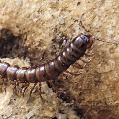 Unidentified Millipede (Diplopoda) at Woodforde, SA - 18 Apr 2023 by trevorpreston