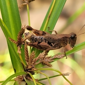 Phaulacridium vittatum (Wingless Grasshopper) at Woodforde, SA by trevorpreston