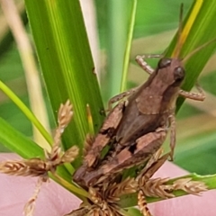 Phaulacridium vittatum at Woodforde, SA - 18 Apr 2023