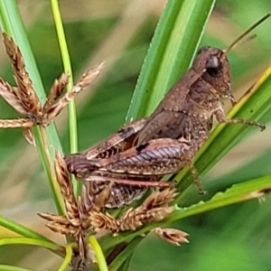 Phaulacridium vittatum at Woodforde, SA - 18 Apr 2023