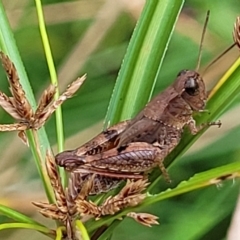 Phaulacridium vittatum at Woodforde, SA - 18 Apr 2023