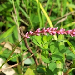 Persicaria decipiens (Slender Knotweed) at Woodforde, SA - 18 Apr 2023 by trevorpreston