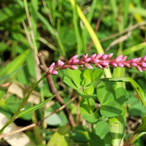 Persicaria decipiens at Woodforde, SA - 18 Apr 2023