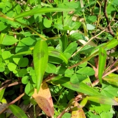 Persicaria decipiens at Woodforde, SA - 18 Apr 2023 12:46 PM