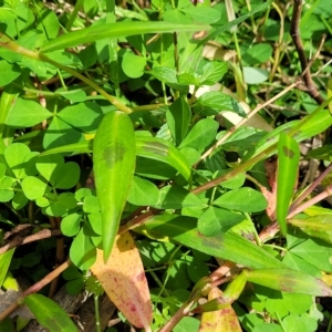 Persicaria decipiens at Woodforde, SA - 18 Apr 2023 12:46 PM