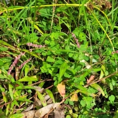 Persicaria decipiens at Woodforde, SA - 18 Apr 2023 12:46 PM