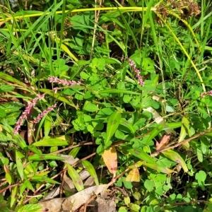 Persicaria decipiens at Woodforde, SA - 18 Apr 2023 12:46 PM
