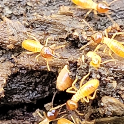 Unidentified Termite (superfamily Termitoidea) at Rostrevor, SA - 18 Apr 2023 by trevorpreston