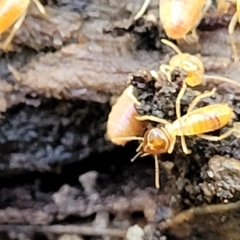 Nasutitermitinae (sub-family) at Rostrevor, SA - 18 Apr 2023 12:45 PM