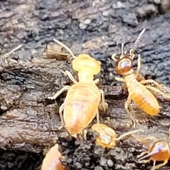 Nasutitermitinae (sub-family) at Rostrevor, SA - 18 Apr 2023 12:45 PM