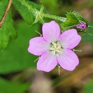 Geranium retrorsum at Rostrevor, SA - 18 Apr 2023 12:44 PM