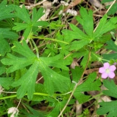 Geranium retrorsum at Rostrevor, SA - 18 Apr 2023 12:44 PM