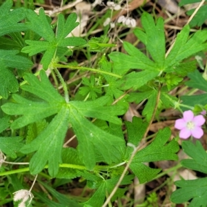 Geranium retrorsum at Rostrevor, SA - 18 Apr 2023 12:44 PM