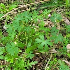 Geranium retrorsum at Rostrevor, SA - 18 Apr 2023 12:44 PM