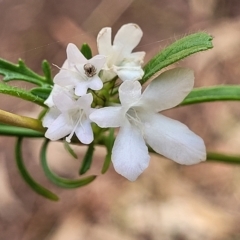 Unidentified Other Wildflower or Herb at Rostrevor, SA - 18 Apr 2023 by trevorpreston