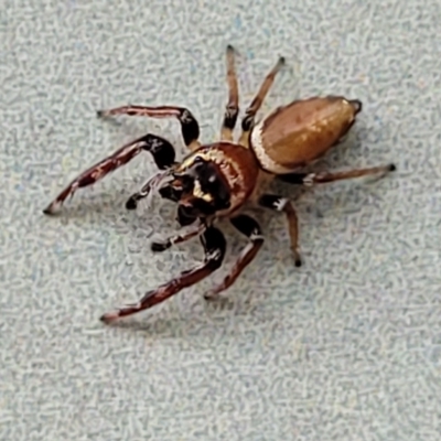 Opisthoncus polyphemus (Cyclops jumping spider) - 18 Apr 2023 by trevorpreston