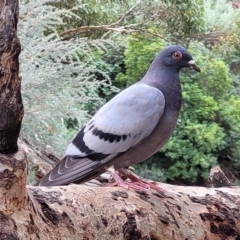 Columba livia (Rock Dove (Feral Pigeon)) at Woodforde, SA - 18 Apr 2023 by trevorpreston