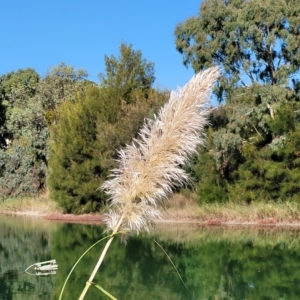 Cortaderia selloana at Nuriootpa, SA - 18 Apr 2023